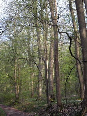 La forêt de Rocquemont (Luzarches)