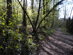La forêt de Rocquemont (Luzarches)