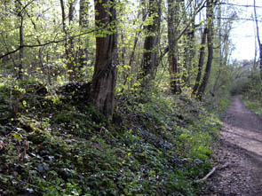 La forêt de Rocquemont (Luzarches)