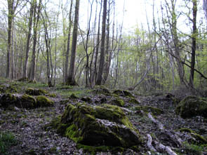 La forêt de Rocquemont (Luzarches)