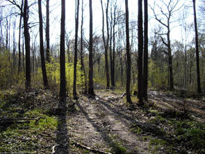 La forêt de Rocquemont (Luzarches)