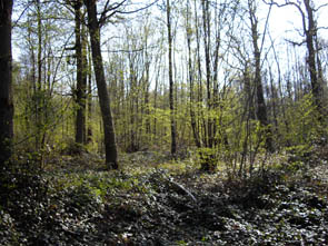 La forêt de Rocquemont (Luzarches)