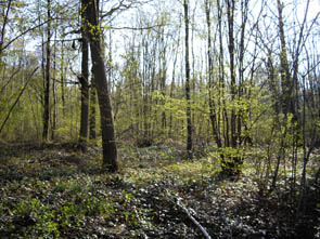 La forêt de Rocquemont (Luzarches)