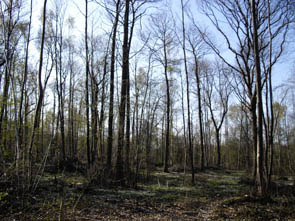 La forêt de Rocquemont (Luzarches)