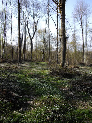 La forêt de Rocquemont (Luzarches)