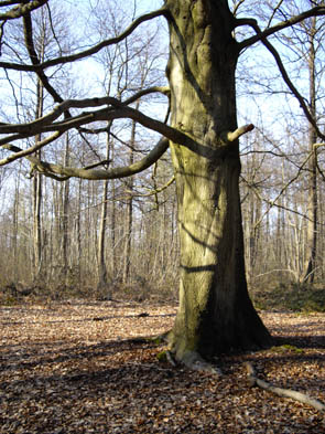 La forêt de Rocquemont (Luzarches)