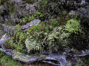 La forêt de Rocquemont (Luzarches)