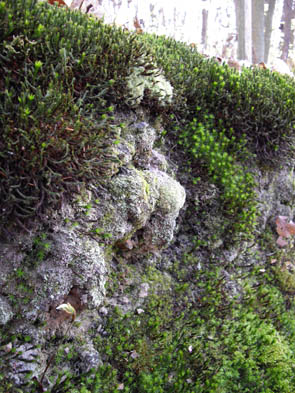 La forêt de Rocquemont (Luzarches)