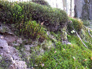 La forêt de Rocquemont (Luzarches)