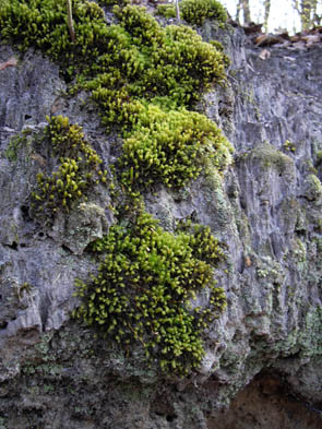 La forêt de Rocquemont (Luzarches)