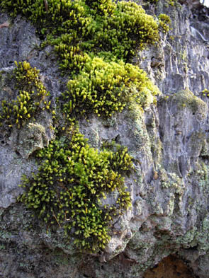 La forêt de Rocquemont (Luzarches)