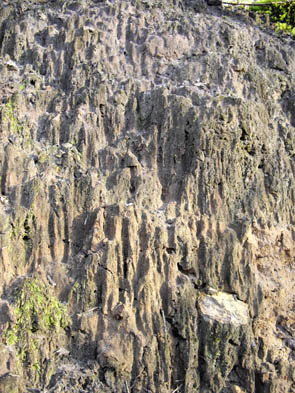 La forêt de Rocquemont (Luzarches)