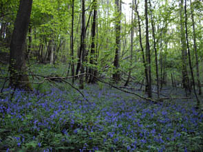 La forêt de Rocquemont (Luzarches)