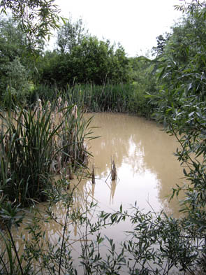 La forêt de Rocquemont (Luzarches)