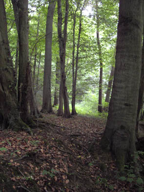 La forêt de Rocquemont (Luzarches)