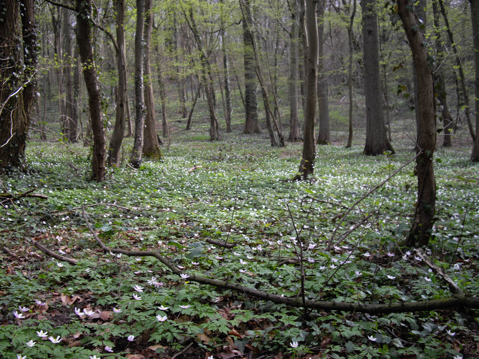 La forêt de Rocquemont