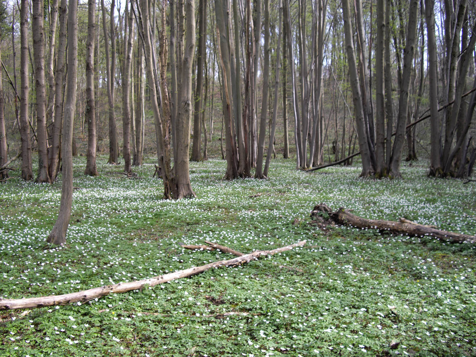 La forêt de Rocquemont