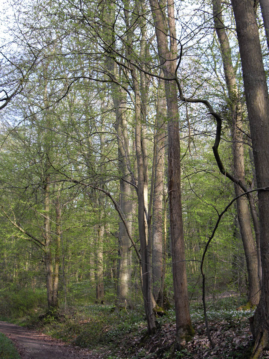 La forêt de Rocquemont