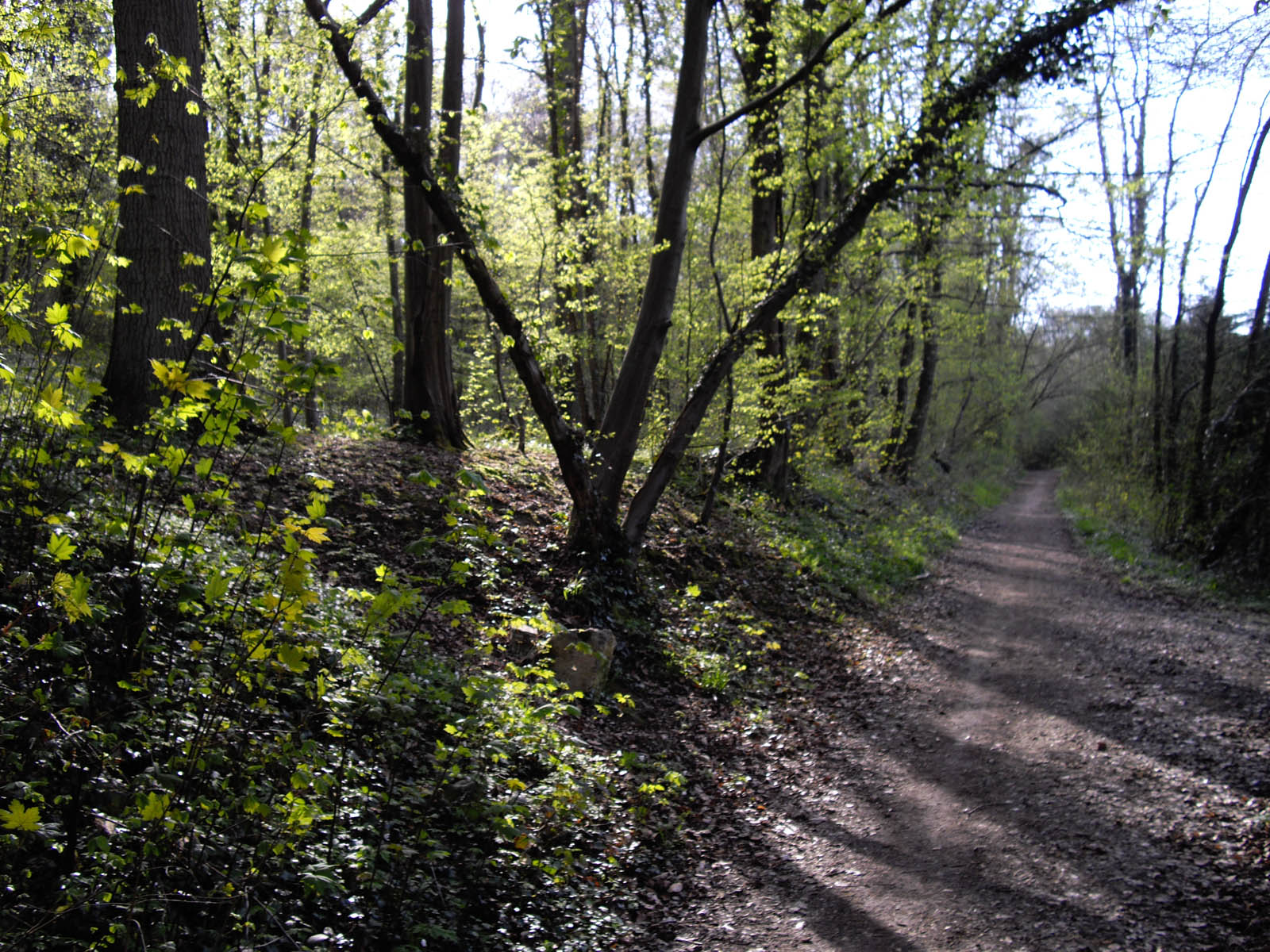 La forêt de Rocquemont