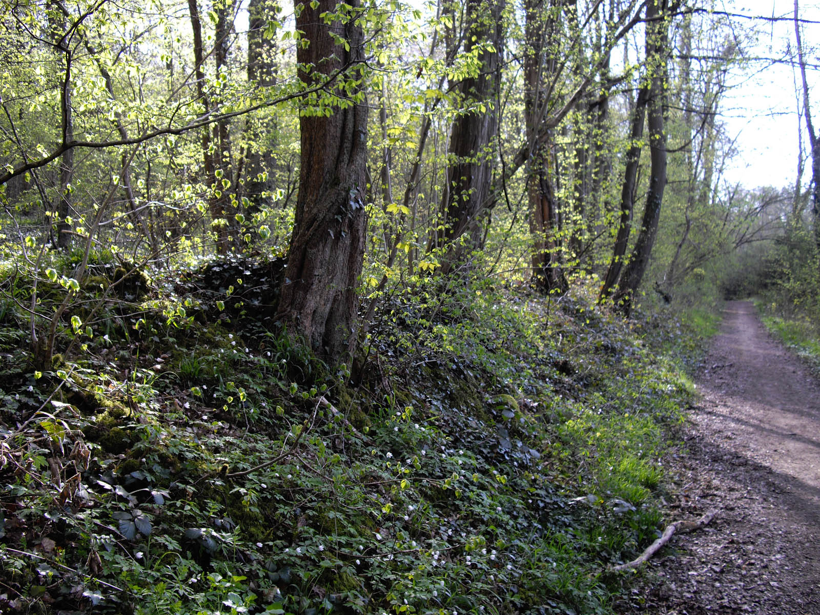 La forêt de Rocquemont