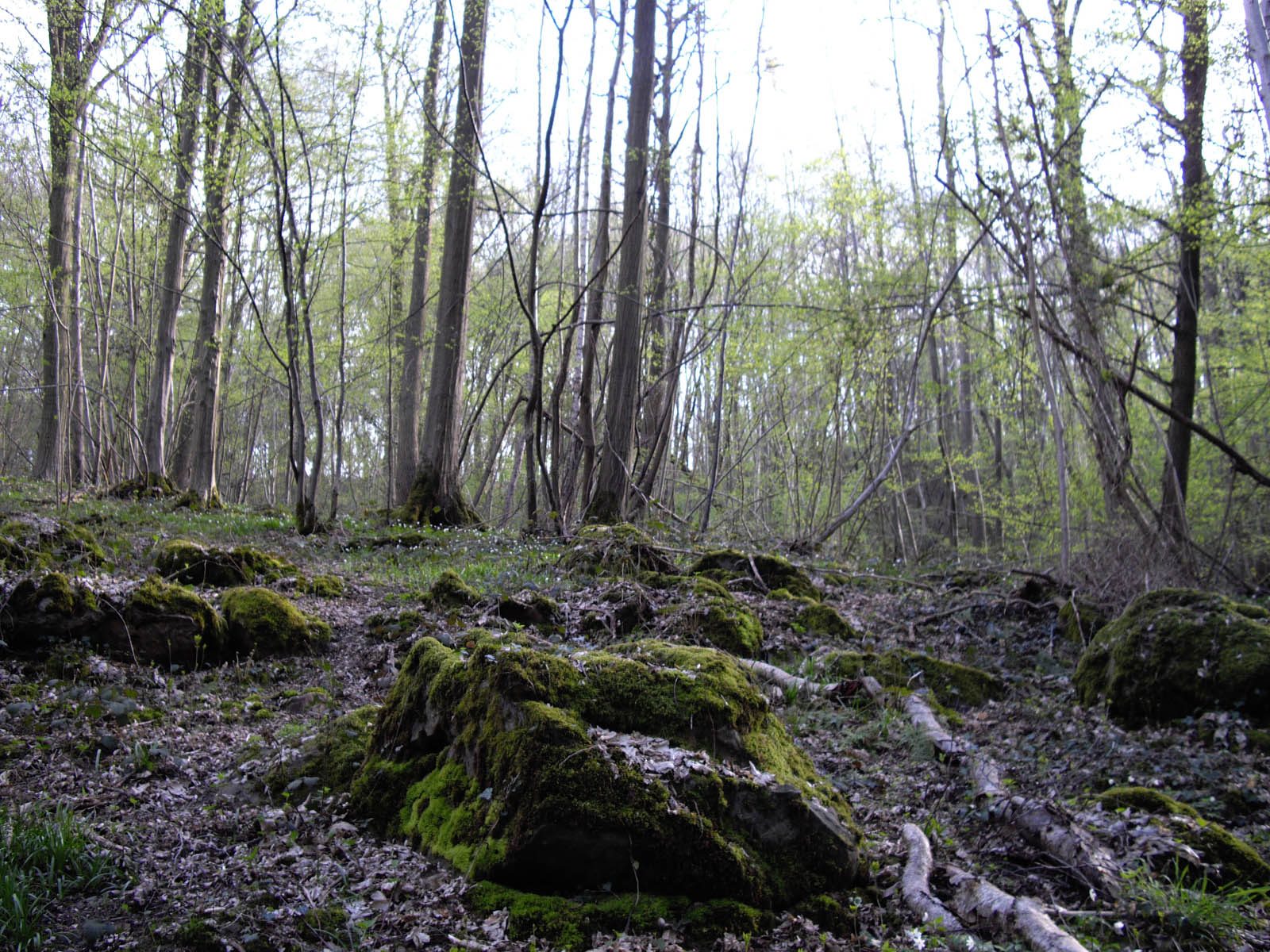 La forêt de Rocquemont