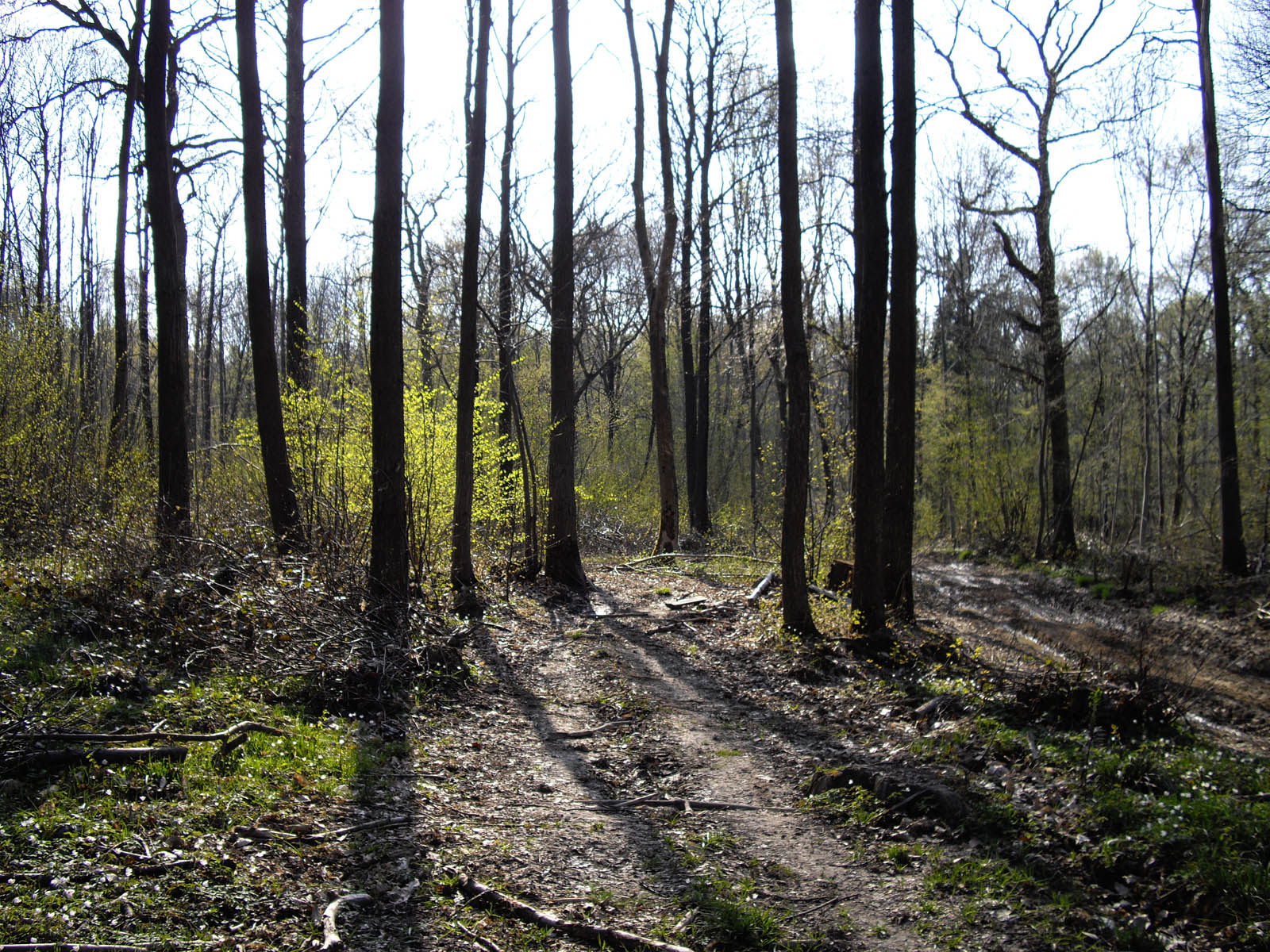 La forêt de Rocquemont