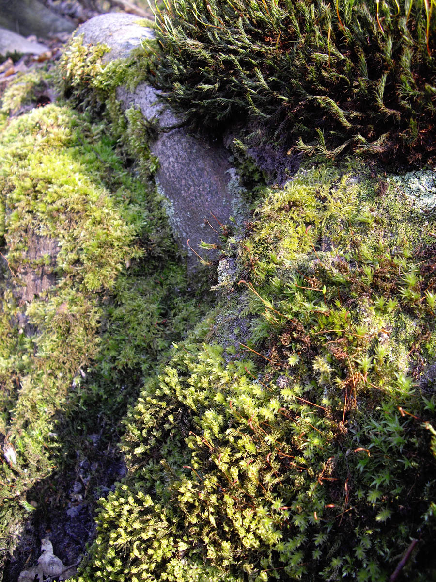 La forêt de Rocquemont