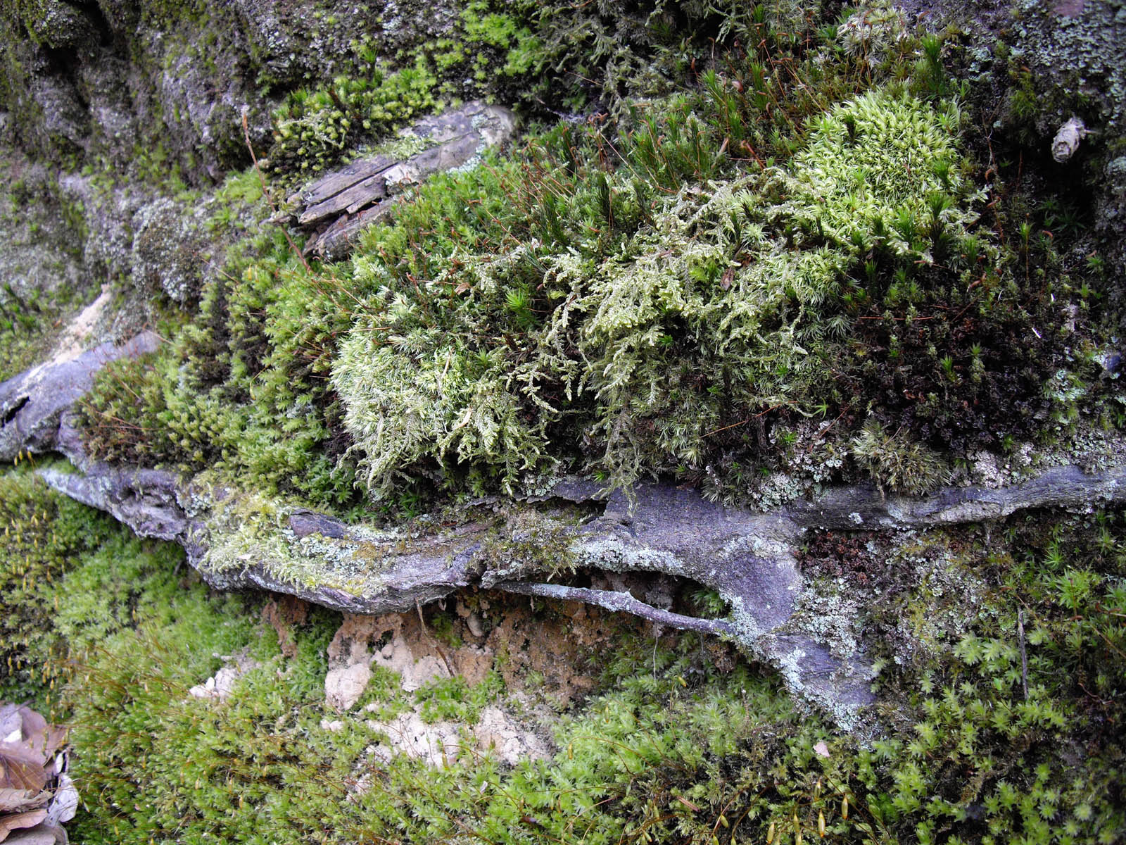 La forêt de Rocquemont
