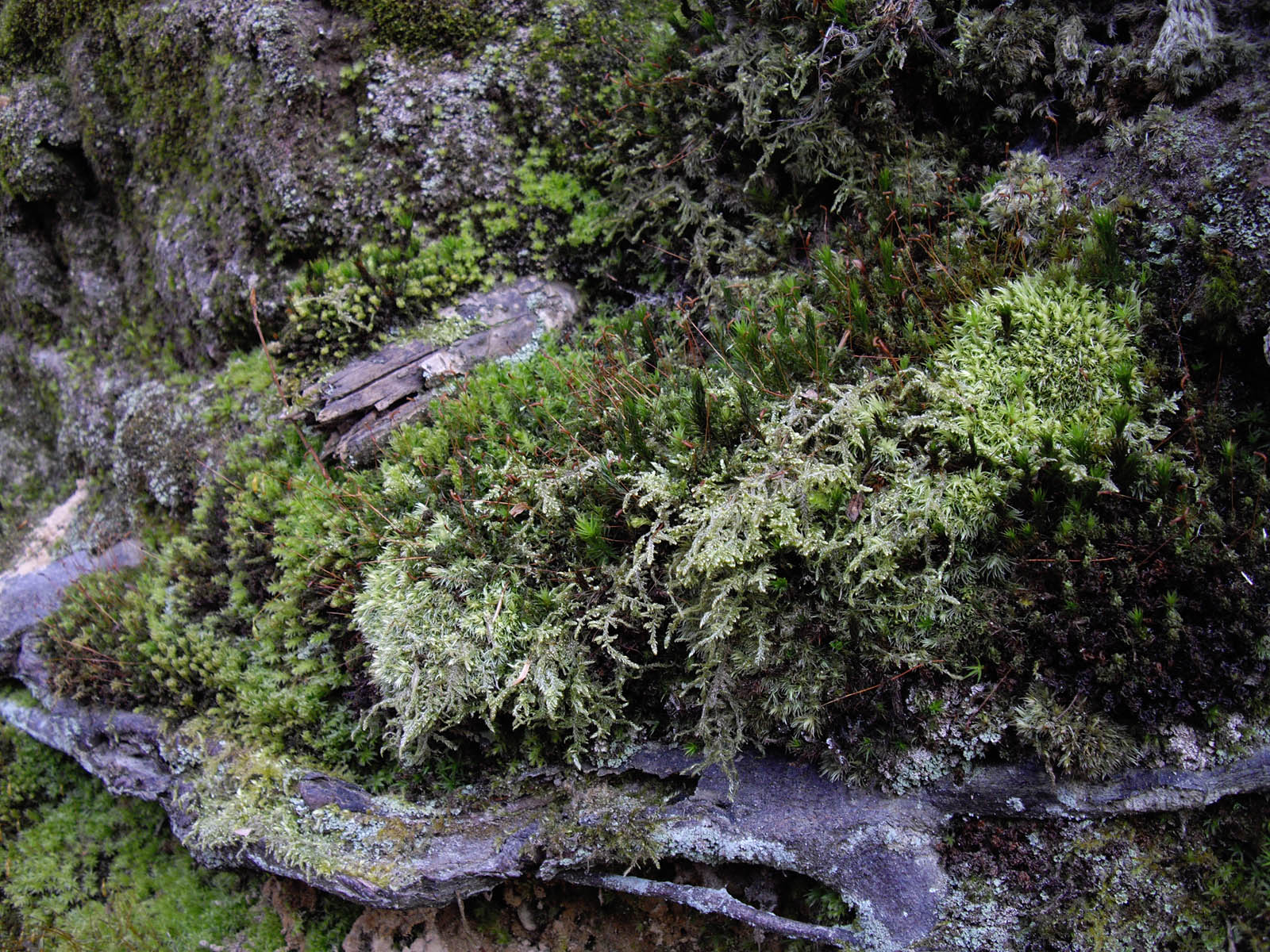 La forêt de Rocquemont