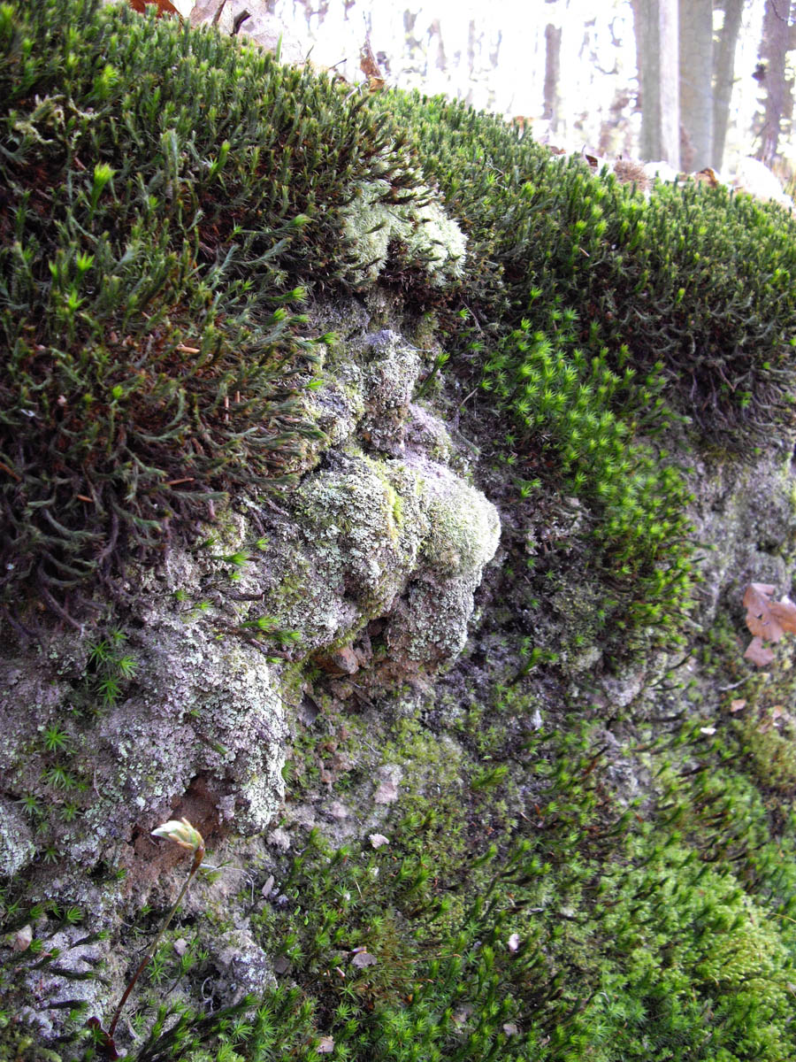 La forêt de Rocquemont