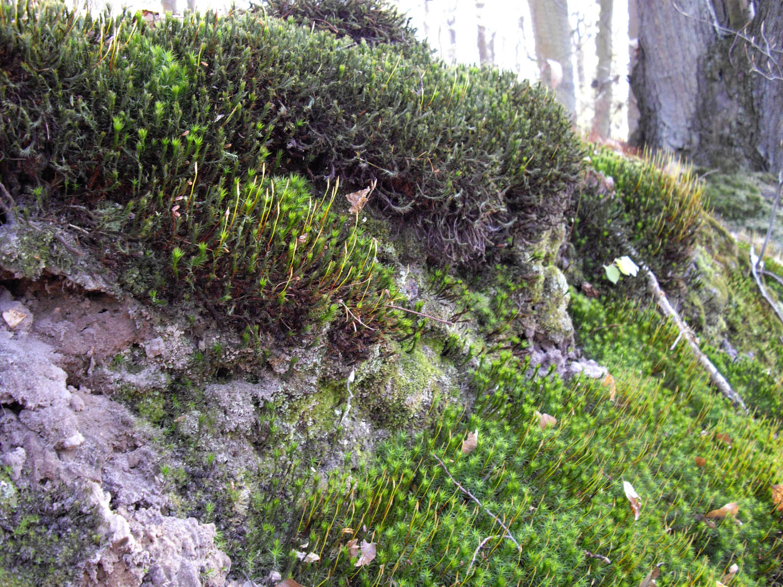 La forêt de Rocquemont