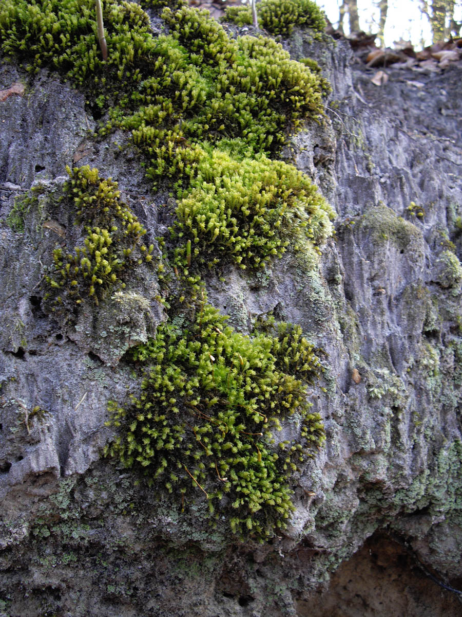 La forêt de Rocquemont