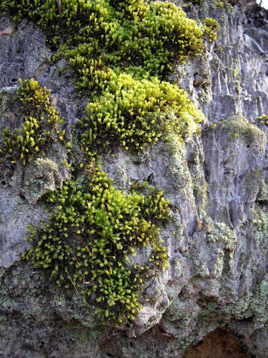 La forêt de Rocquemont