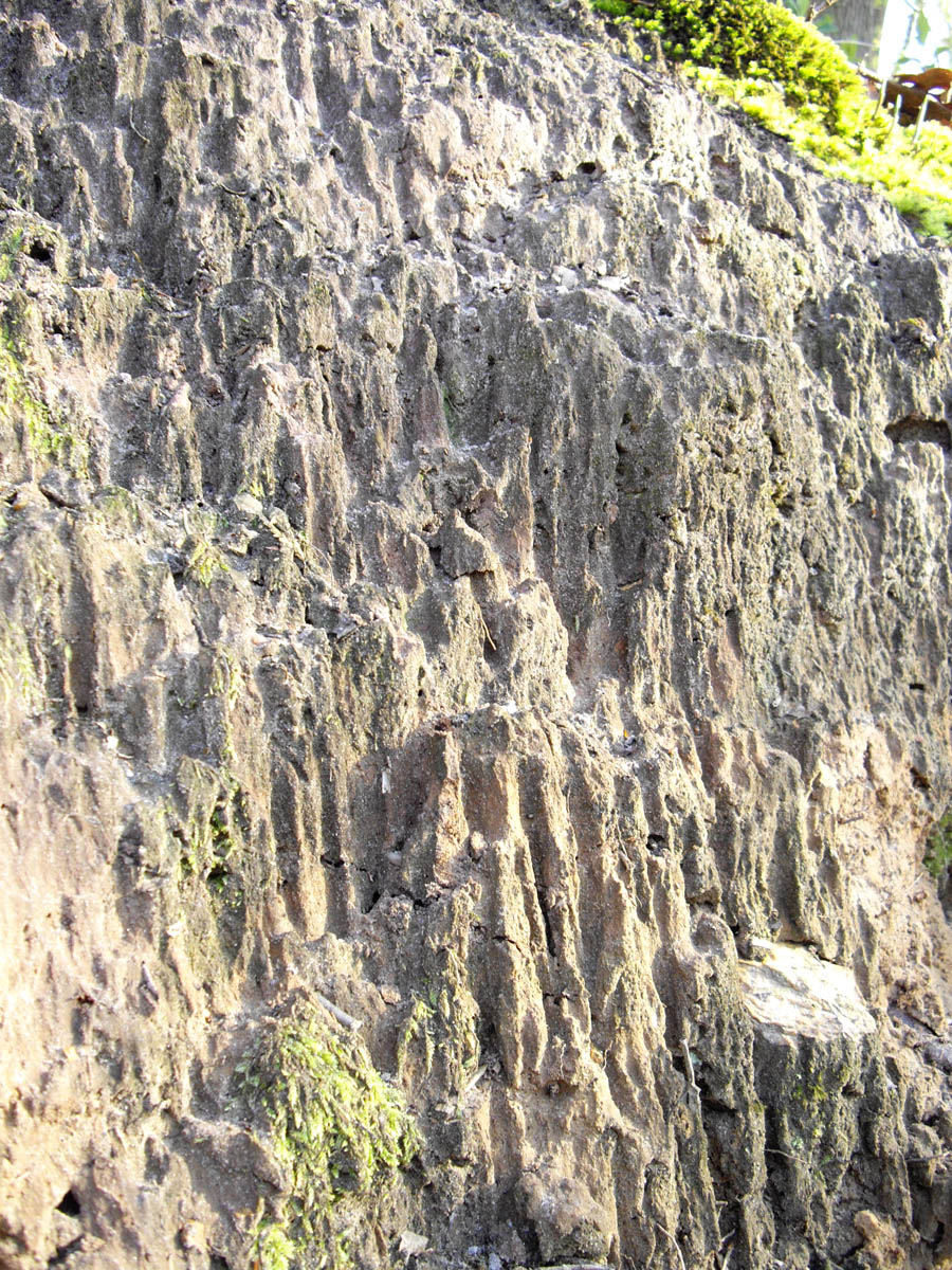 La forêt de Rocquemont