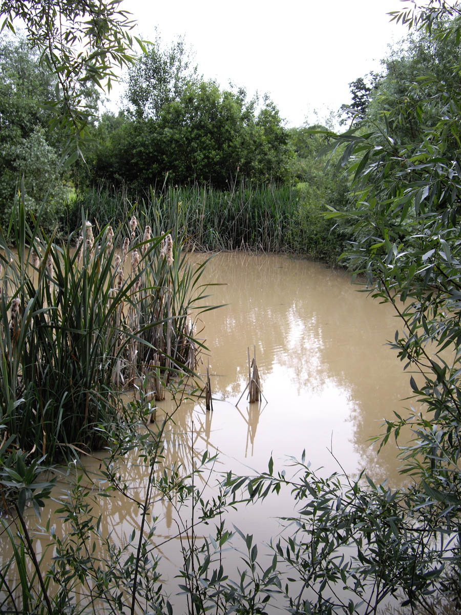 La forêt de Rocquemont