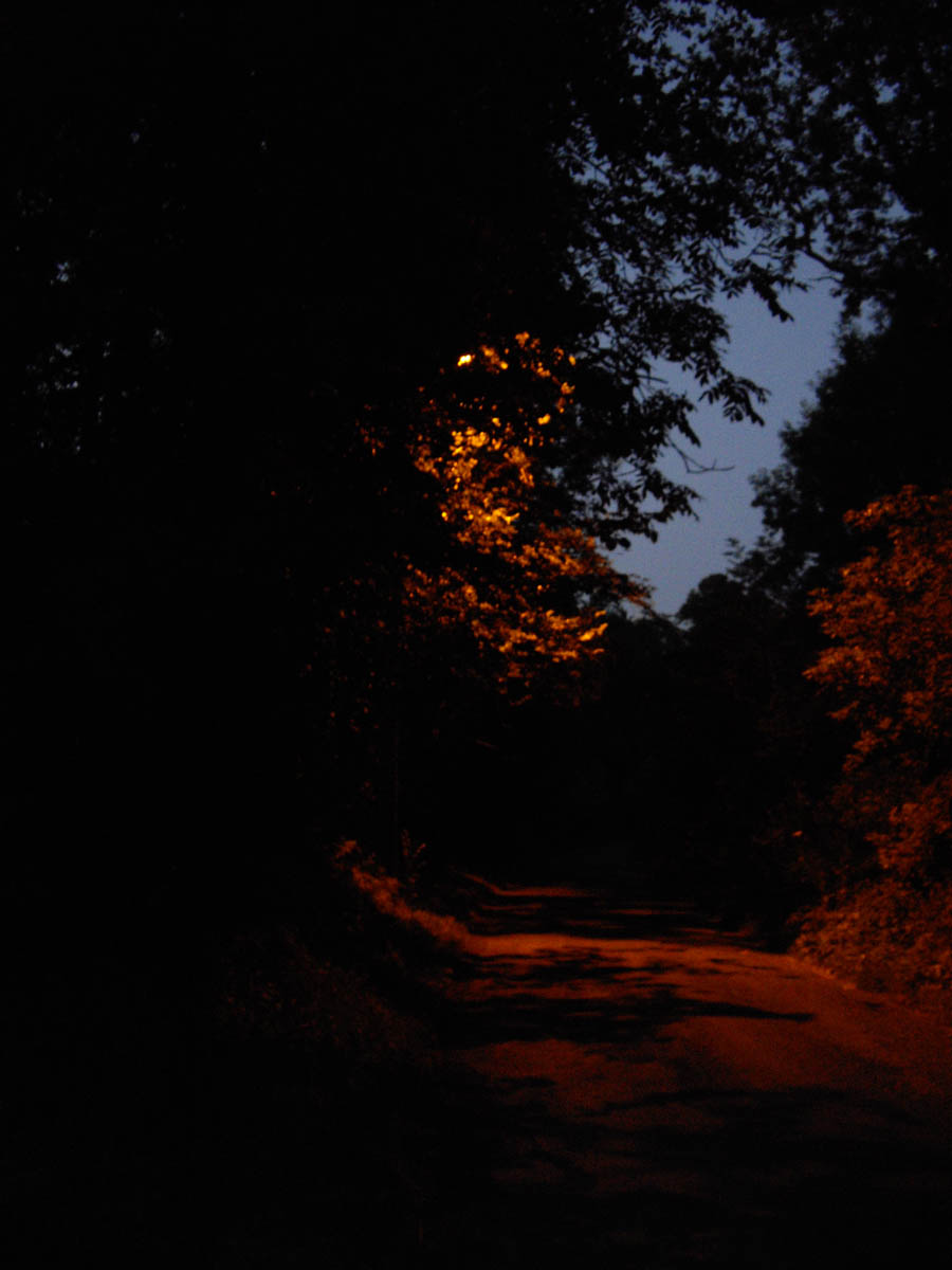 La forêt de Rocquemont