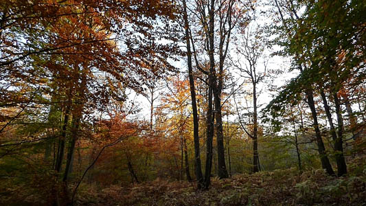 Forêts et sous-bois (Luzarches)