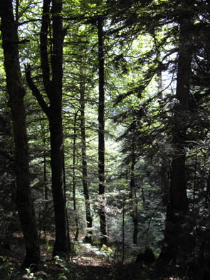 Forêts et sous-bois (Luzarches)