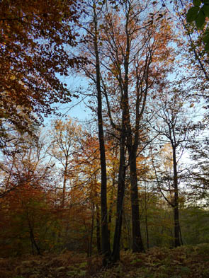Forêts et sous-bois (Luzarches)