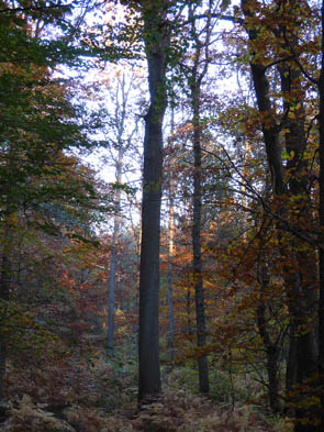 Forêts et sous-bois (Luzarches)
