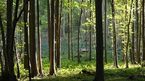 Forêts et sous-bois (Luzarches)