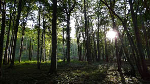 Forêts et sous-bois (Luzarches)