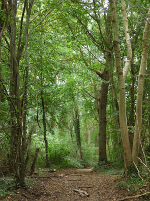 Forêts et sous-bois (Luzarches)