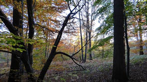 Forêts et sous-bois (Luzarches)