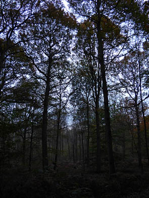 Forêts et sous-bois (Luzarches)
